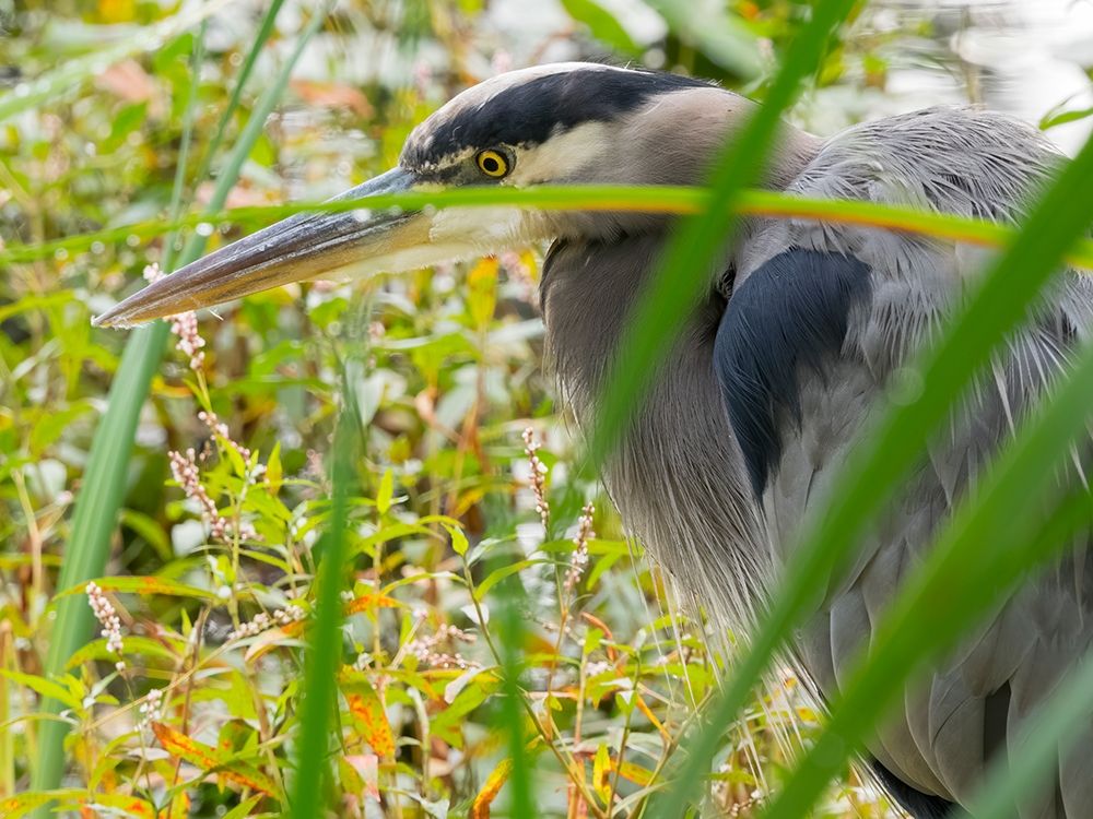 WA-Juanita Bay Wetland-Great Blue Heron (Ardea herodias)